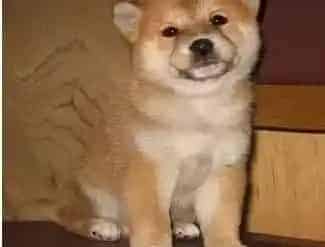 柴犬|柴犬独自在家总是乱叫如何是好