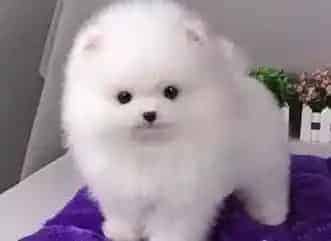博美犬|博美犬可以喝牛奶吗 求指教