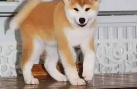 秋田犬|如何训练秋田犬拒绝吃他人给予的食物