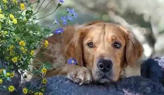 金毛|超级家庭医生 金毛犬忧郁症的症状和改善方式