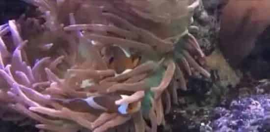 小丑鱼可以跟海葵同居的原因