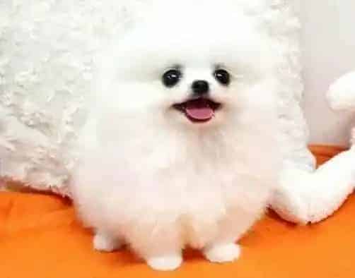 博美犬|怎样给博美犬养成良好的生活习惯