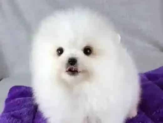 博美犬|不能给博美犬吃的食物大全