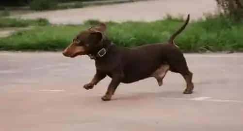腊肠犬|27天的小腊肠犬应该怎么喂养呢