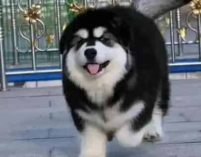 阿拉斯加犬|训练阿拉斯加吃固体食物的方法及好处