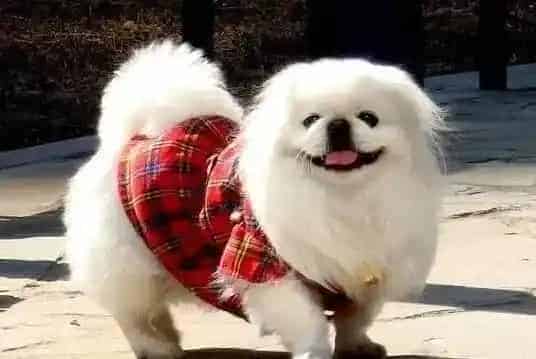 京巴狗|宠物狗训练秘籍 轻松搞定京巴犬常见的三个不良行为