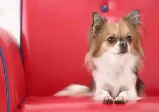 蝴蝶犬|饲养指南 主人在照顾蝴蝶犬期间须注意哪些礼节