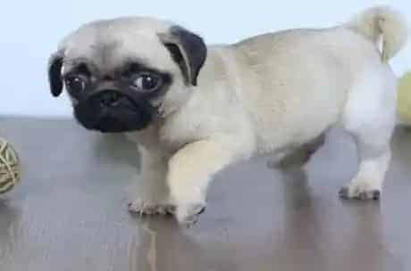 巴哥犬|给巴哥犬带狗狗专用铃铛的三点好处