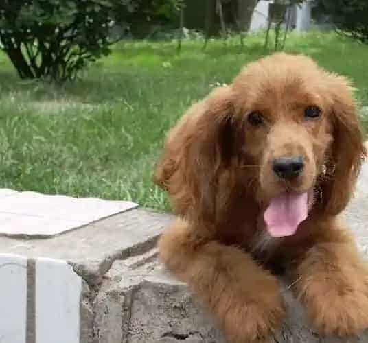 可卡犬|我爱做手工 巧手制作可卡犬温暖的狗窝