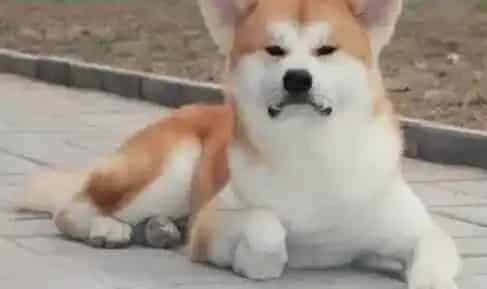 秋田犬|秋田犬吃冠能狗粮眼角红请问应换哪些狗粮好呢
