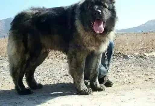 高加索犬|列举一下主人们给高加索犬洗澡的步骤