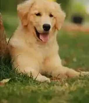金毛|预防金毛犬咬人的方法都有哪些
