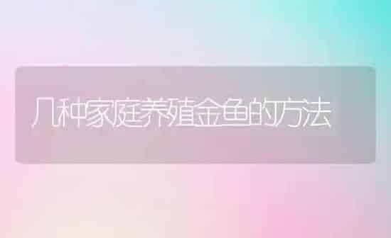 几种家庭养殖金鱼的方法 | 鱼类宠物