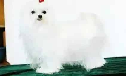 马尔济斯|两个月的马尔济斯犬吃多少食物合适