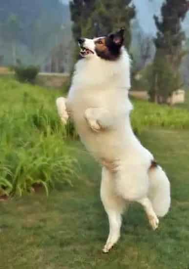 苏格兰牧羊犬|苏格兰牧羊犬不吃饭是怎么回事呢