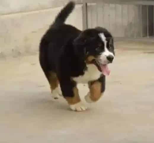 伯恩山犬|如何为受伤的伯恩山犬打麻醉药