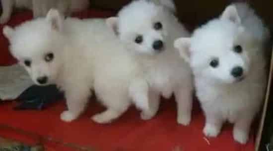 银狐犬|更换食物会让银狐犬坏肚子