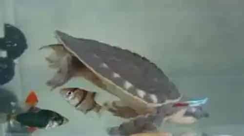 猪鼻龟能养多大 背甲的长度一般可达46-51厘米 | 猪鼻龟