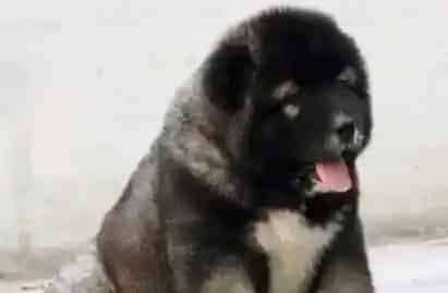 高加索犬|给高加索犬补钙的方法请勿盲目