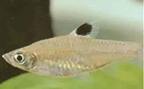 蓝眼鲫的喂食要点 饲养属于比较容易的