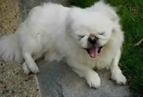 京巴狗|两个月怀孕全程指导之如何护理怀孕期间的京巴犬