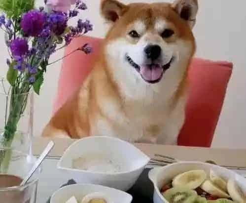 秋田犬|秋田犬皮肤疾病照看护理大百科