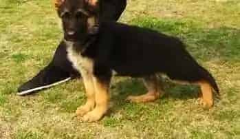 德国牧羊犬|给德国牧羊犬使用牵引绳时要掌握的正确方法