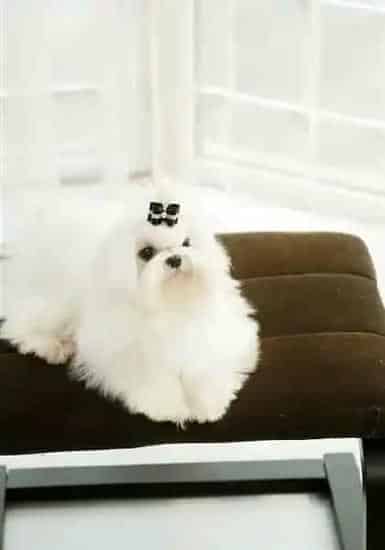 马尔济斯|马尔济斯犬把一年量的驱虫药全吃了不会有事儿吧