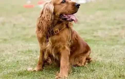 可卡犬|可卡犬舔不同的东西意义也不同