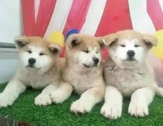 秋田犬|秋田犬皮肤疾病照看护理大百科