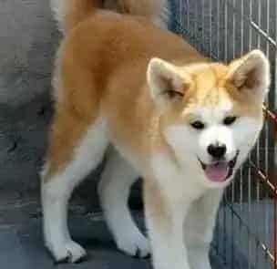 秋田犬|秋田犬应该买什么样的驱虫药呢 人吃的那种可以吗
