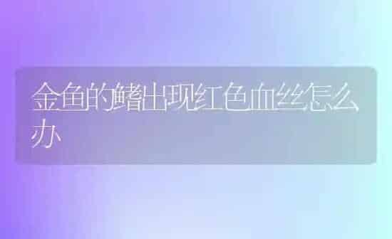 金鱼的鳍出现红色血丝怎么办 | 鱼类宠物