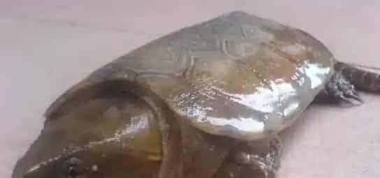 鹰嘴龟的生活习性 鹰嘴龟食性和捕食行为 | 鹰嘴龟
