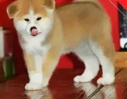 秋田犬|秋田犬皮肤疾病照看护理大百科