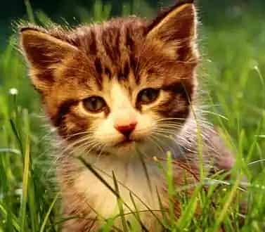 猫能吃米吗 请选购合适的猫粮给猫咪吃 | 猫