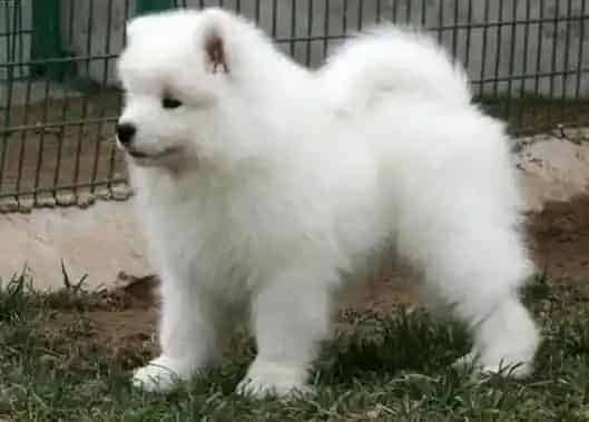 萨摩耶|萨摩耶犬过敏性皮炎的治疗方法