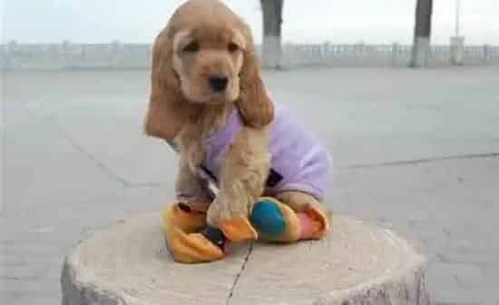 可卡犬|可卡犬拉黄色稀便应该吃什么药
