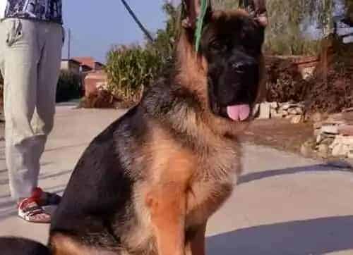 德国牧羊犬|刚来我家的德国牧羊犬不爱喝水该怎么办