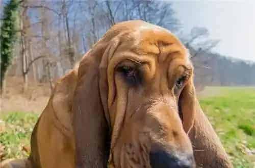寻血猎犬最大有多重 体重在36到41公斤 | 寻血猎犬