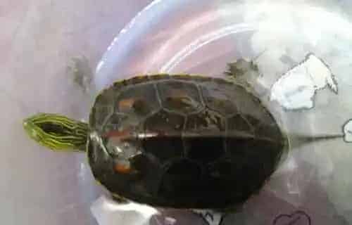 中华花龟的室内饲养 以动物性饵料为主 | 中华花龟