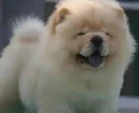 松狮犬|妙招大比拼 让你的松狮犬在夜里不再乱叫