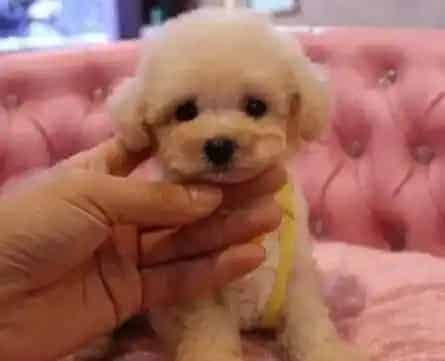 贵宾犬|贵宾犬禁止吃剩饭剩菜