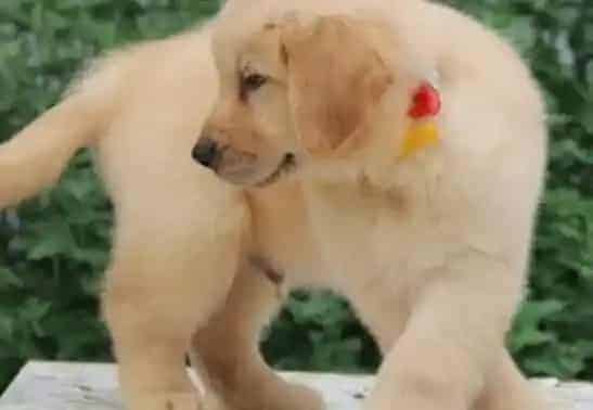 金毛|金毛犬在吃完驱虫药后有哪些表现