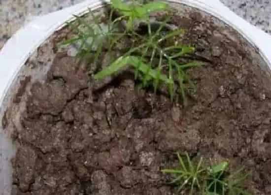 植物播种|羽叶茑萝什么时候播种