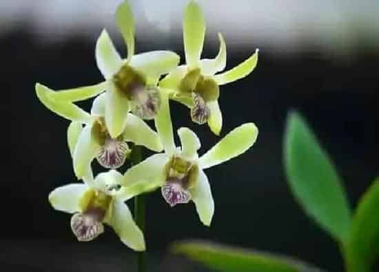植物移栽|大叶兰花怎么分盆容易成活