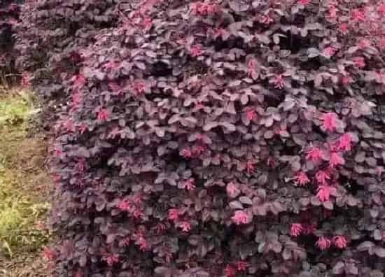 植物修剪|红花继木修剪最佳时间