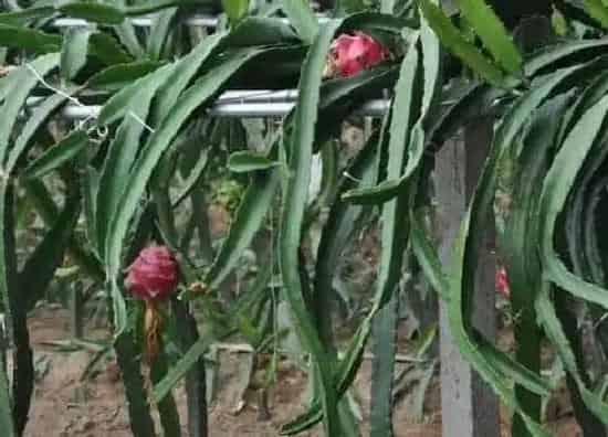 植物修剪|火龙果需要剪枝吗 在什么情况才能进行剪枝