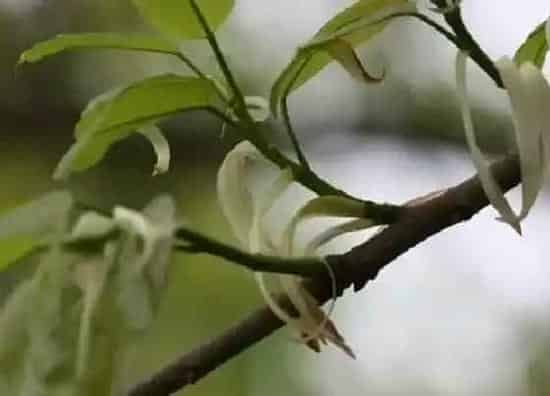叶子干枯|果树叶子干枯怎么办