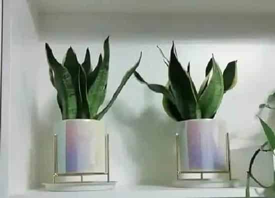 种植位置|家里可以种虎皮兰吗