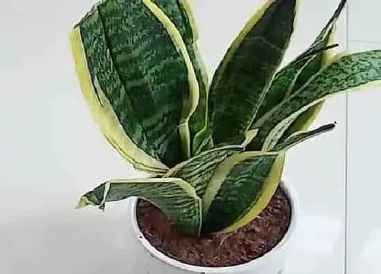 种植位置|家里可以种虎皮兰吗